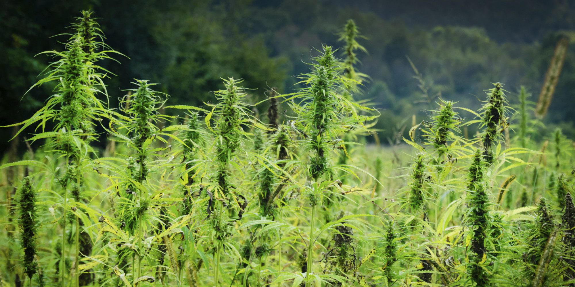 Blog_Background_Image_1
